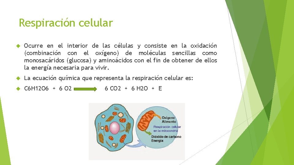 Respiración celular Ocurre en el interior de las células y consiste en la oxidación