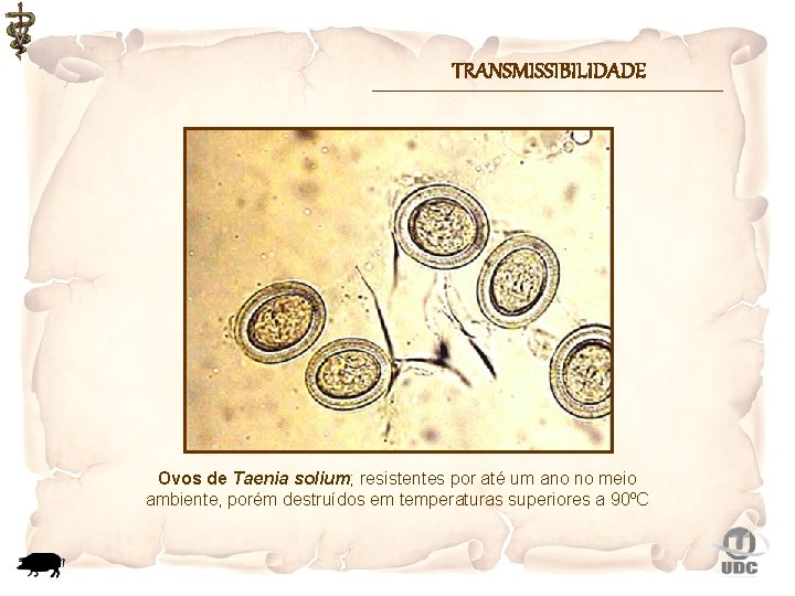 TRANSMISSIBILIDADE Ovos de Taenia solium; resistentes por até um ano no meio ambiente, porém