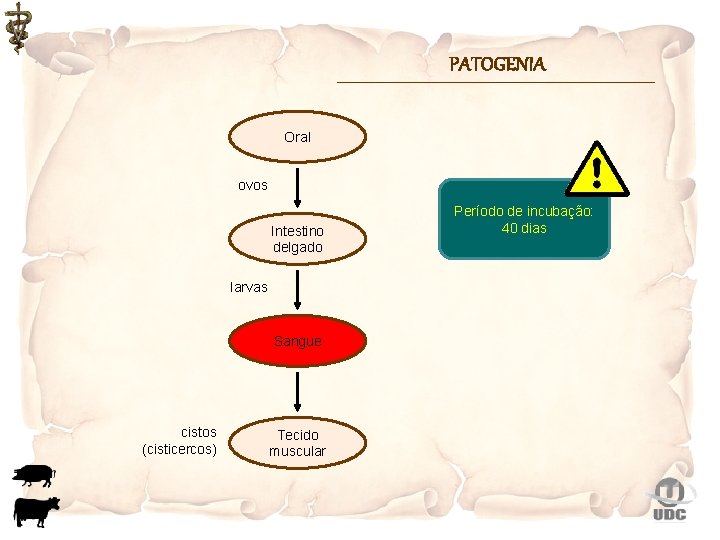 PATOGENIA Oral ovos Intestino delgado larvas Sangue cistos (cisticercos) Tecido muscular Período de incubação:
