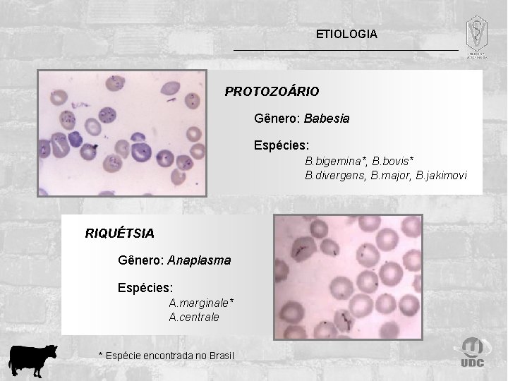 ETIOLOGIA PROTOZOÁRIO Gênero: Babesia Espécies: B. bigemina*, B. bovis* B. divergens, B. major, B.