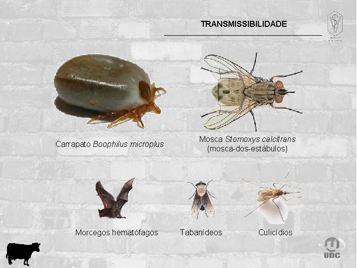 TRANSMISSIBILIDADE Carrapato Boophilus microplus Morcegos hematófagos Mosca Stomoxys calcitrans (mosca-dos-estábulos) Tabanídeos Culicídios 