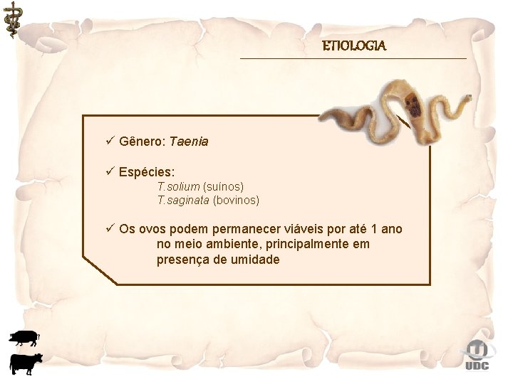 ETIOLOGIA ü Gênero: Taenia ü Espécies: T. solium (suínos) T. saginata (bovinos) ü Os