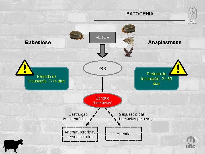 PATOGENIA VETOR Babesiose Anaplasmose Pele Período de incubação: 21 -35 dias Período de incubação: