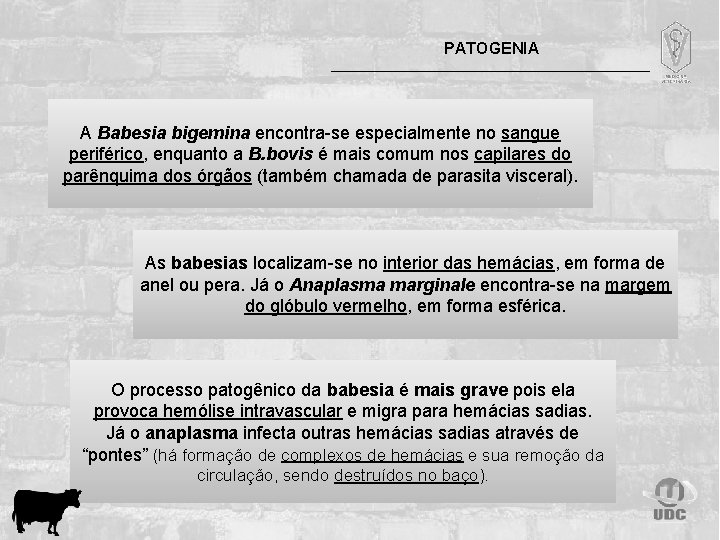 PATOGENIA A Babesia bigemina encontra-se especialmente no sangue periférico, enquanto a B. bovis é