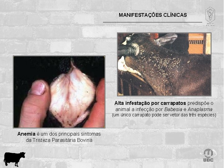 MANIFESTAÇÕES CLÍNICAS Alta infestação por carrapatos predispõe o animal a infecção por Babesia e
