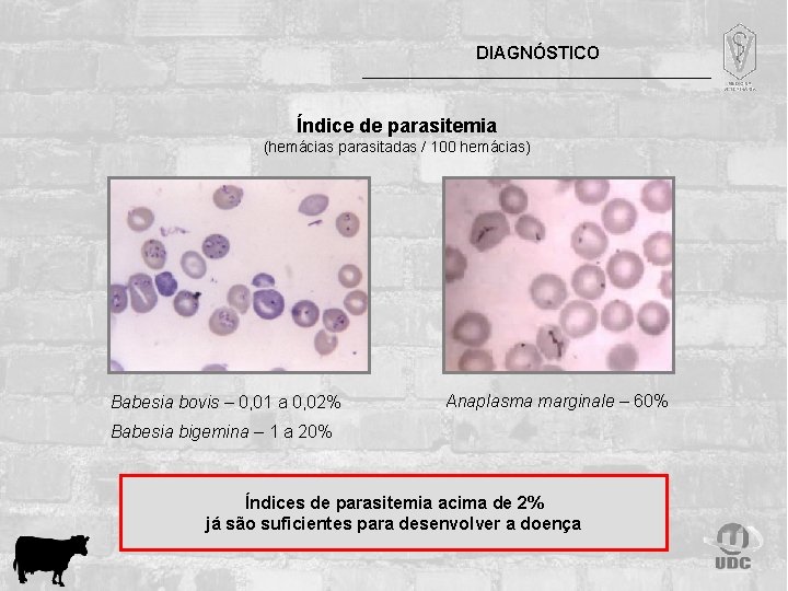 DIAGNÓSTICO Índice de parasitemia (hemácias parasitadas / 100 hemácias) Babesia bovis – 0, 01