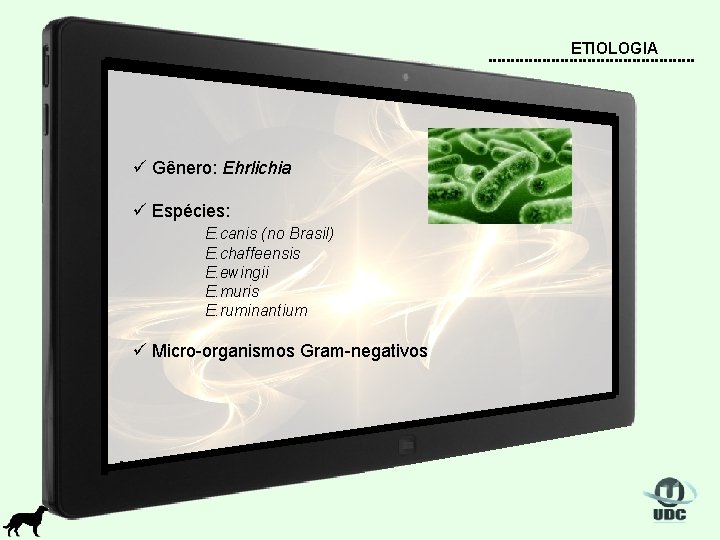ETIOLOGIA ü Gênero: Ehrlichia ü Espécies: E. canis (no Brasil) E. chaffeensis E. ewingii