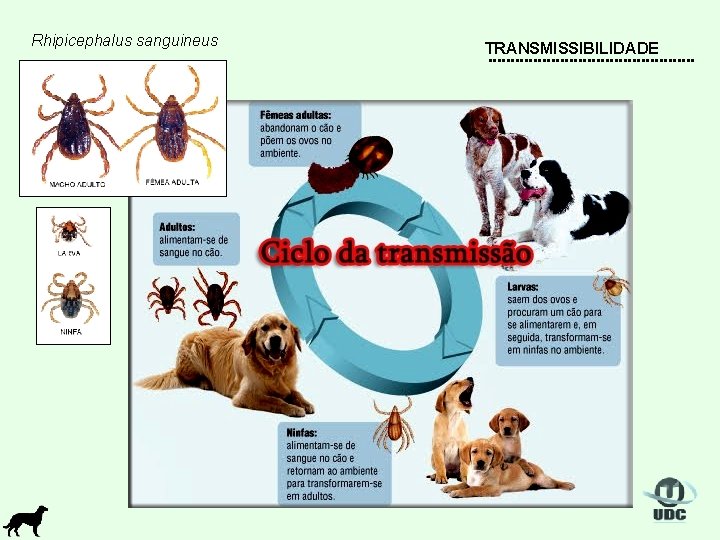 Rhipicephalus sanguineus TRANSMISSIBILIDADE 