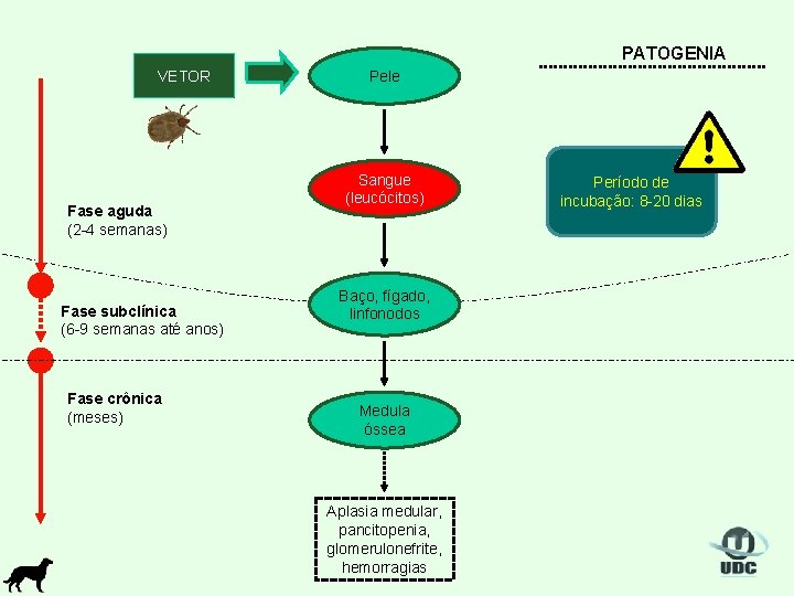 PATOGENIA VETOR Fase aguda (2 -4 semanas) Fase subclínica (6 -9 semanas até anos)