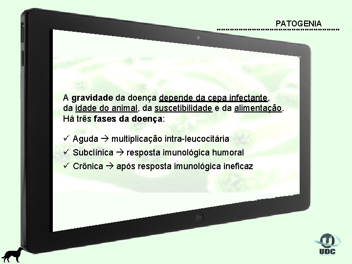PATOGENIA A gravidade da doença depende da cepa infectante, da idade do animal, da