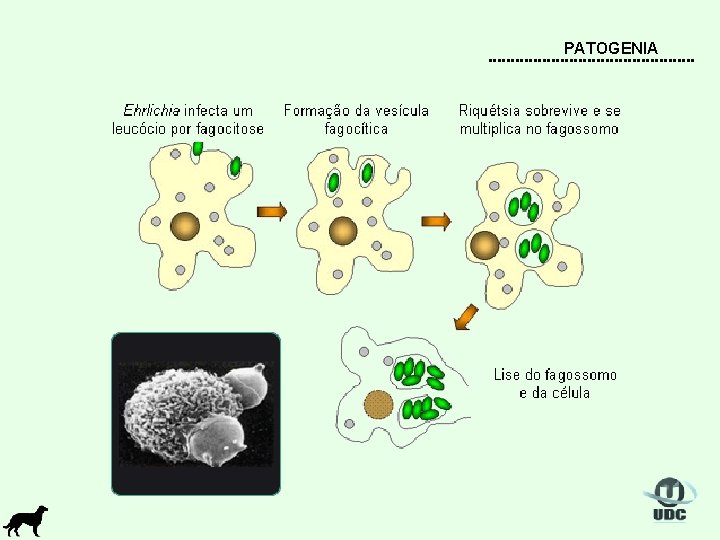 PATOGENIA 