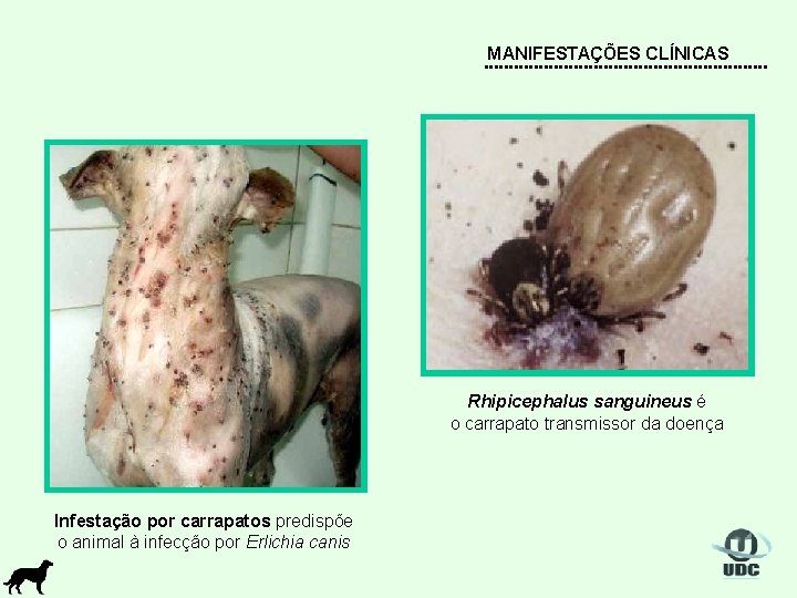 MANIFESTAÇÕES CLÍNICAS Rhipicephalus sanguineus é o carrapato transmissor da doença Infestação por carrapatos predispõe