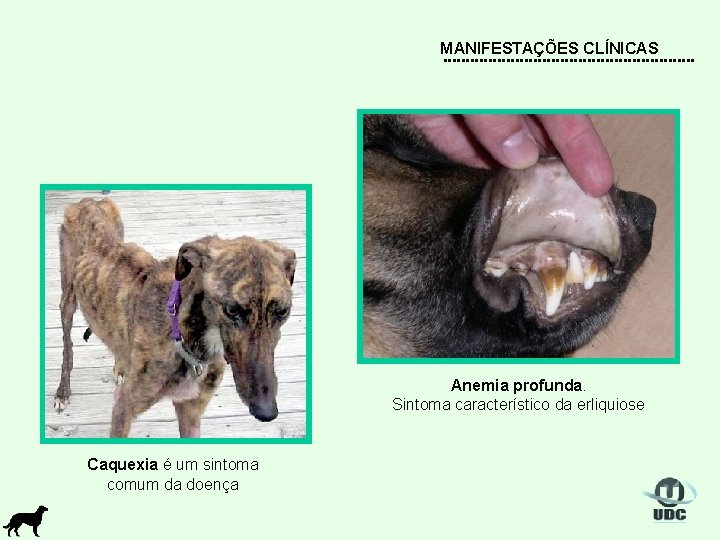 MANIFESTAÇÕES CLÍNICAS Anemia profunda. Sintoma característico da erliquiose Caquexia é um sintoma comum da