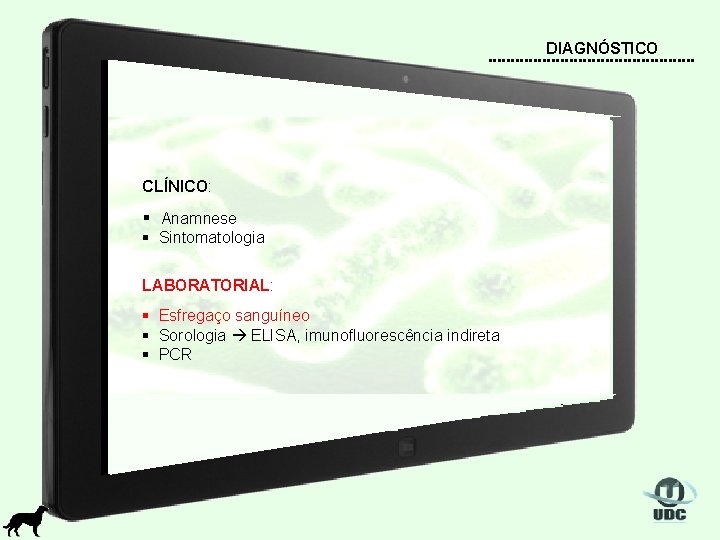 DIAGNÓSTICO CLÍNICO: § Anamnese § Sintomatologia LABORATORIAL: § Esfregaço sanguíneo § Sorologia ELISA, imunofluorescência