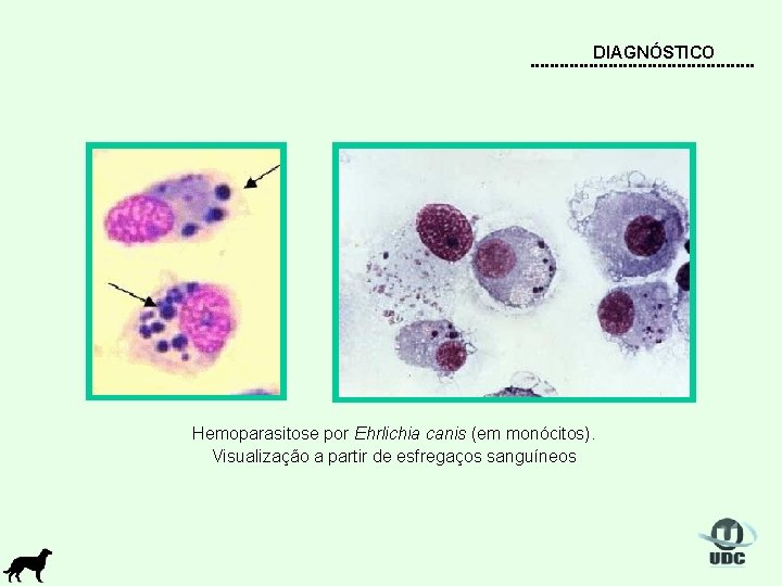 DIAGNÓSTICO Hemoparasitose por Ehrlichia canis (em monócitos). Visualização a partir de esfregaços sanguíneos 