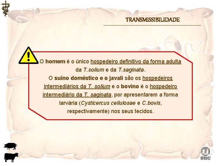 TRANSMISSIBILIDADE O homem é o único hospedeiro definitivo da forma adulta da T. solium
