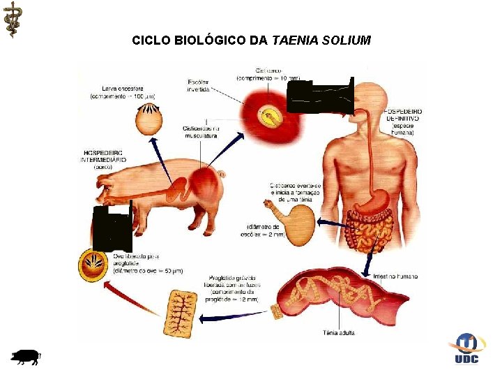 CICLO BIOLÓGICO DA TAENIA SOLIUM 