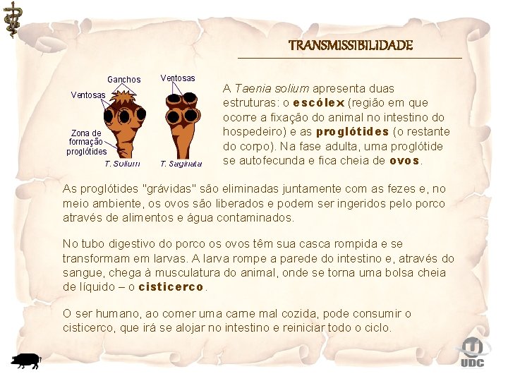 TRANSMISSIBILIDADE A Taenia solium apresenta duas estruturas: o escólex (região em que ocorre a