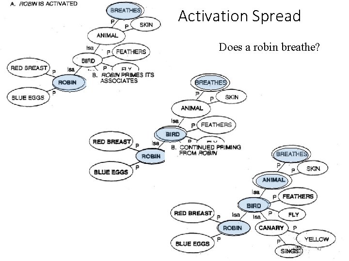 Activation Spread Does a robin breathe? 42 