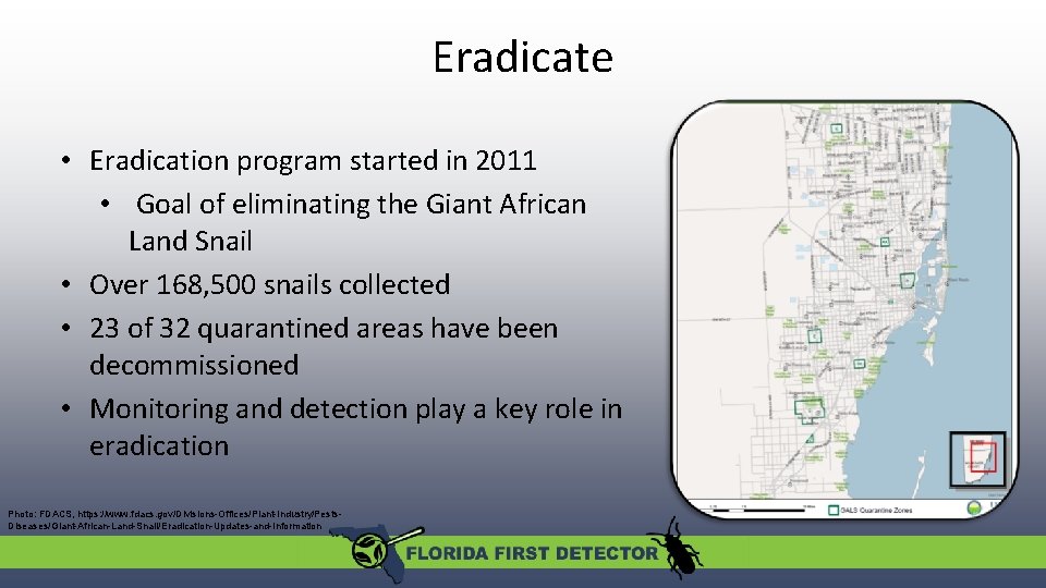 Eradicate • Eradication program started in 2011 • Goal of eliminating the Giant African