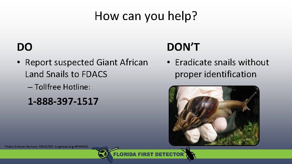 How can you help? DO DON’T • Report suspected Giant African Land Snails to