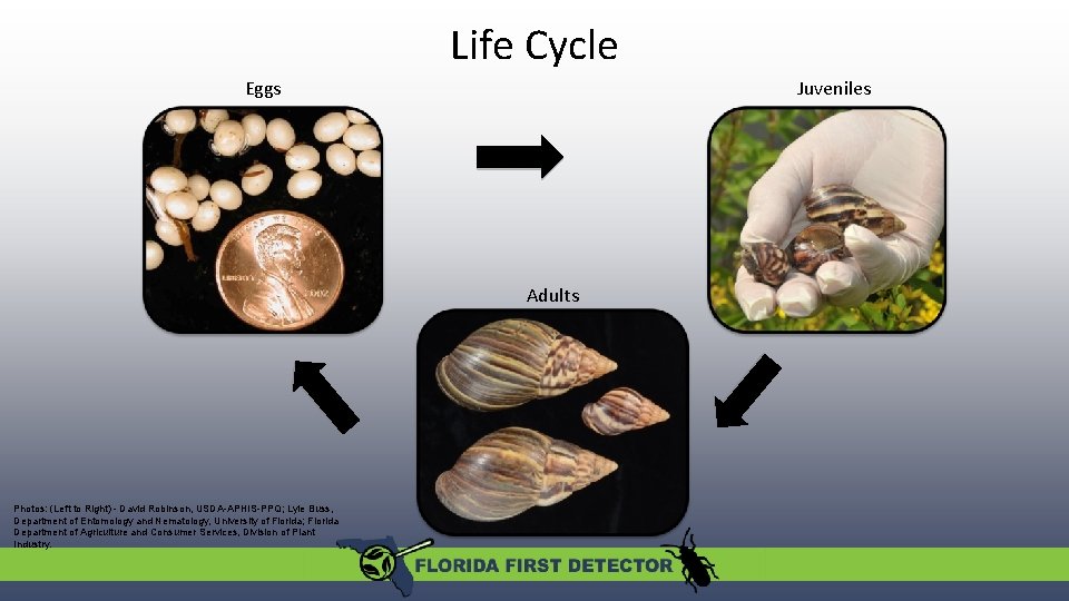 Life Cycle Eggs Juveniles Adults Photos: (Left to Right) - David Robinson, USDA-APHIS-PPQ; Lyle