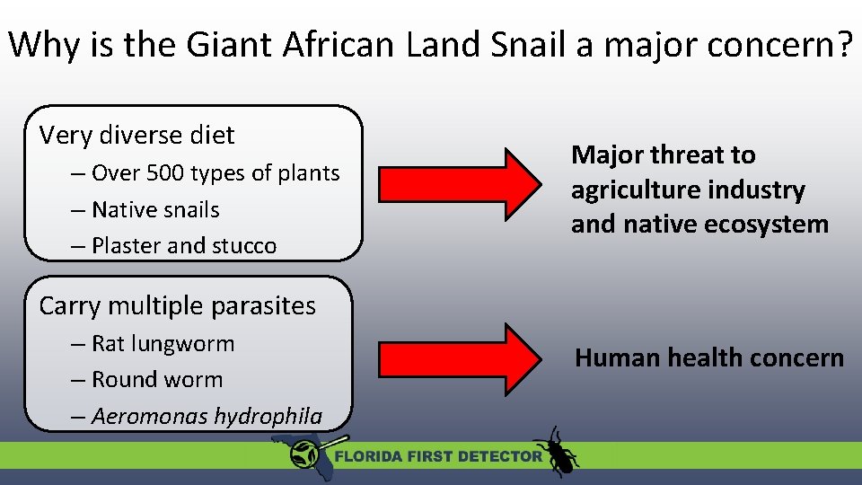 Why is the Giant African Land Snail a major concern? Very diverse diet –