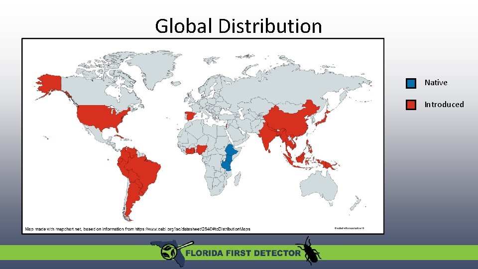 Global Distribution Native Introduced 