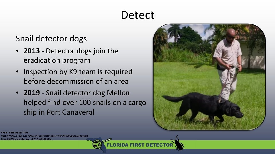 Detect Snail detector dogs • 2013 - Detector dogs join the eradication program •