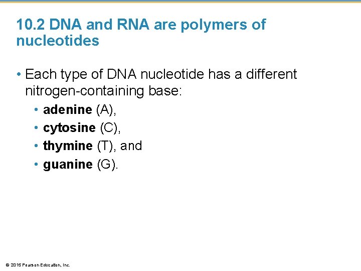 10. 2 DNA and RNA are polymers of nucleotides • Each type of DNA