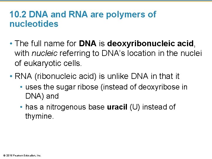 10. 2 DNA and RNA are polymers of nucleotides • The full name for