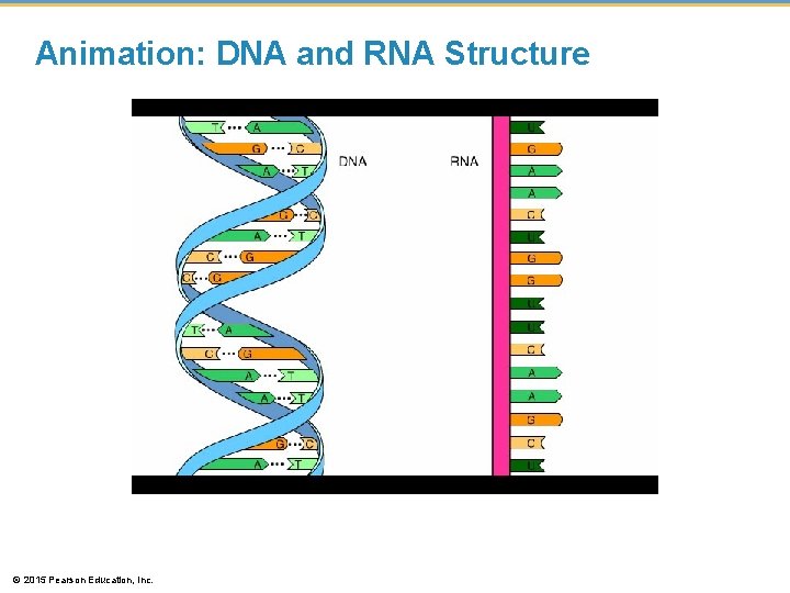 Animation: DNA and RNA Structure © 2015 Pearson Education, Inc. 