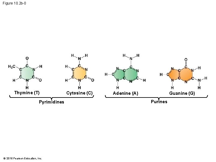 Figure 10. 2 b-0 Thymine (T) Pyrimidines © 2015 Pearson Education, Inc. Cytosine (C)