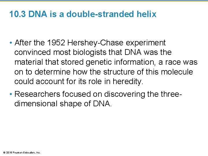 10. 3 DNA is a double-stranded helix • After the 1952 Hershey-Chase experiment convinced