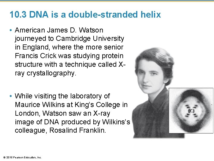 10. 3 DNA is a double-stranded helix • American James D. Watson journeyed to