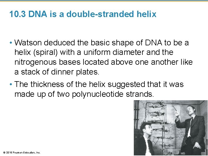 10. 3 DNA is a double-stranded helix • Watson deduced the basic shape of