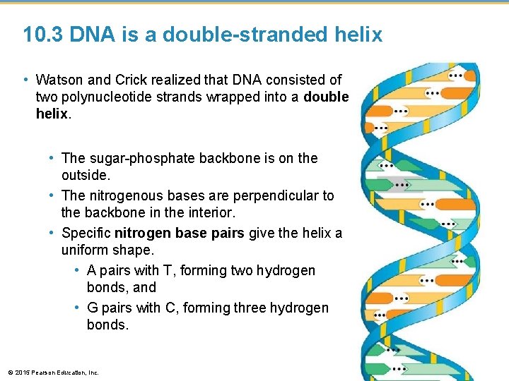 10. 3 DNA is a double-stranded helix • Watson and Crick realized that DNA