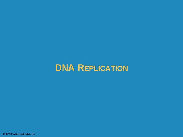 DNA REPLICATION © 2015 Pearson Education, Inc. 