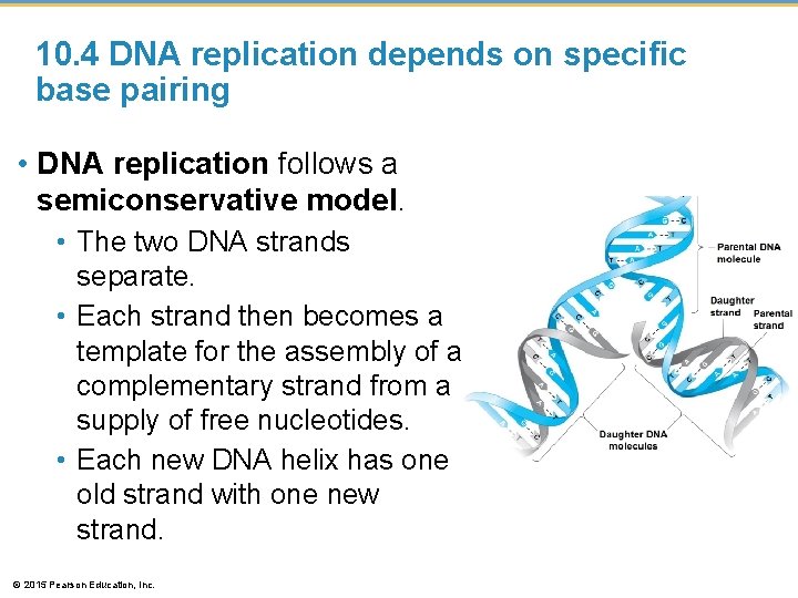 10. 4 DNA replication depends on specific base pairing • DNA replication follows a