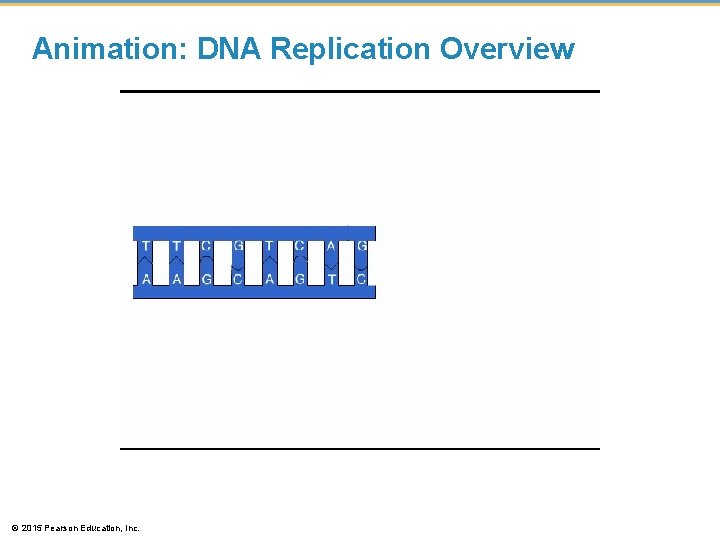 Animation: DNA Replication Overview © 2015 Pearson Education, Inc. 