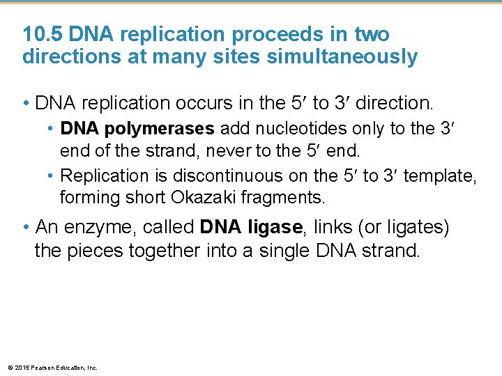 10. 5 DNA replication proceeds in two directions at many sites simultaneously • DNA