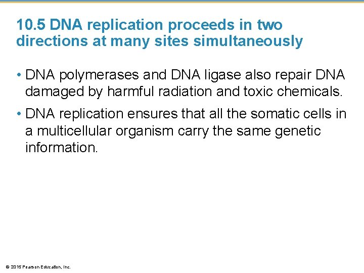 10. 5 DNA replication proceeds in two directions at many sites simultaneously • DNA