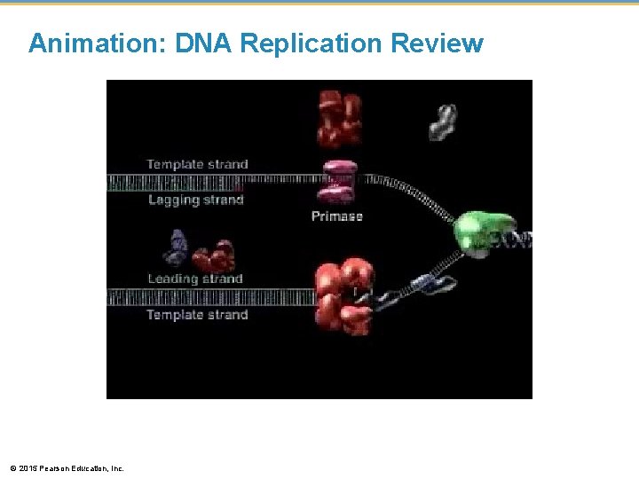 Animation: DNA Replication Review © 2015 Pearson Education, Inc. 