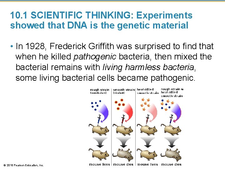10. 1 SCIENTIFIC THINKING: Experiments showed that DNA is the genetic material • In