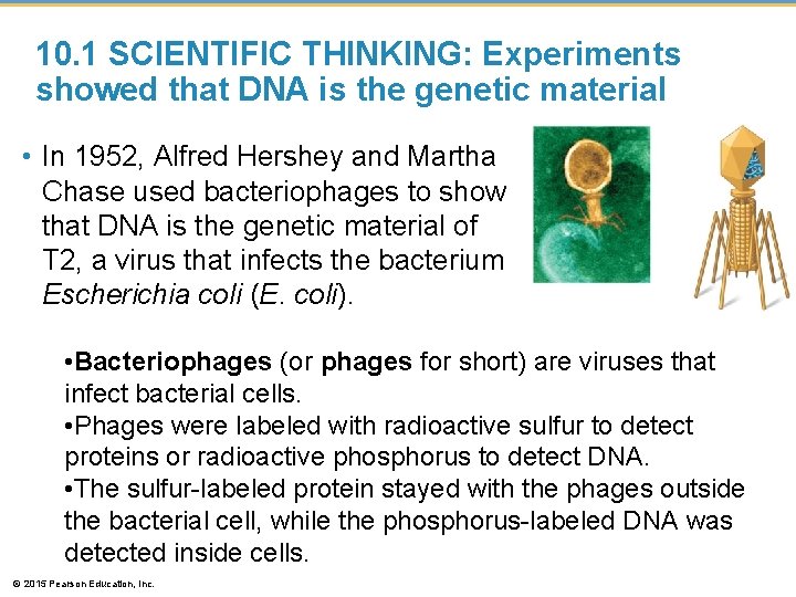 10. 1 SCIENTIFIC THINKING: Experiments showed that DNA is the genetic material • In