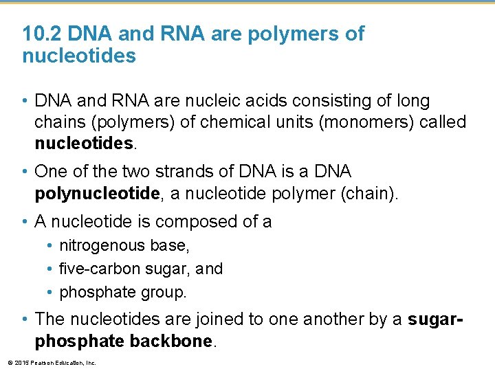 10. 2 DNA and RNA are polymers of nucleotides • DNA and RNA are