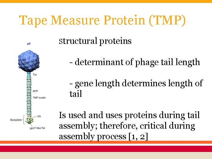 Tape Measure Protein (TMP) Structural proteins - determinant of phage tail length - gene