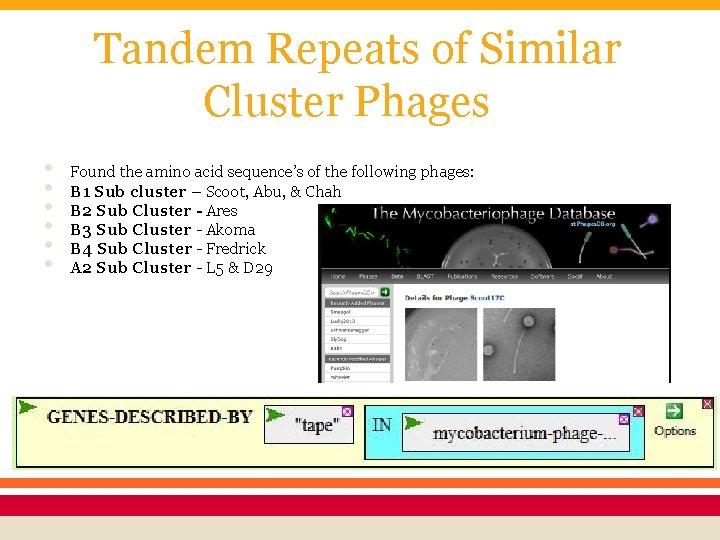 Tandem Repeats of Similar Cluster Phages • • • Found the amino acid sequence’s