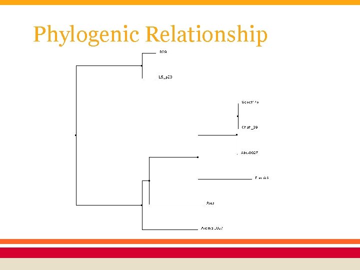 Phylogenic Relationship 