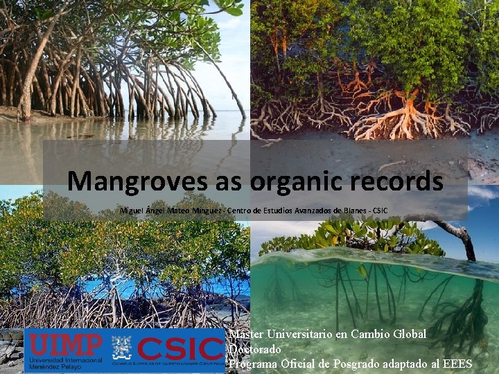 Mangroves as organic records Miguel Ángel Mateo Mínguez - Centro de Estudios Avanzados de